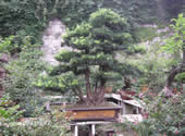 Bonsai...Old Bonsai
