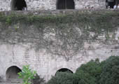 The huge vine from one crack in the wall